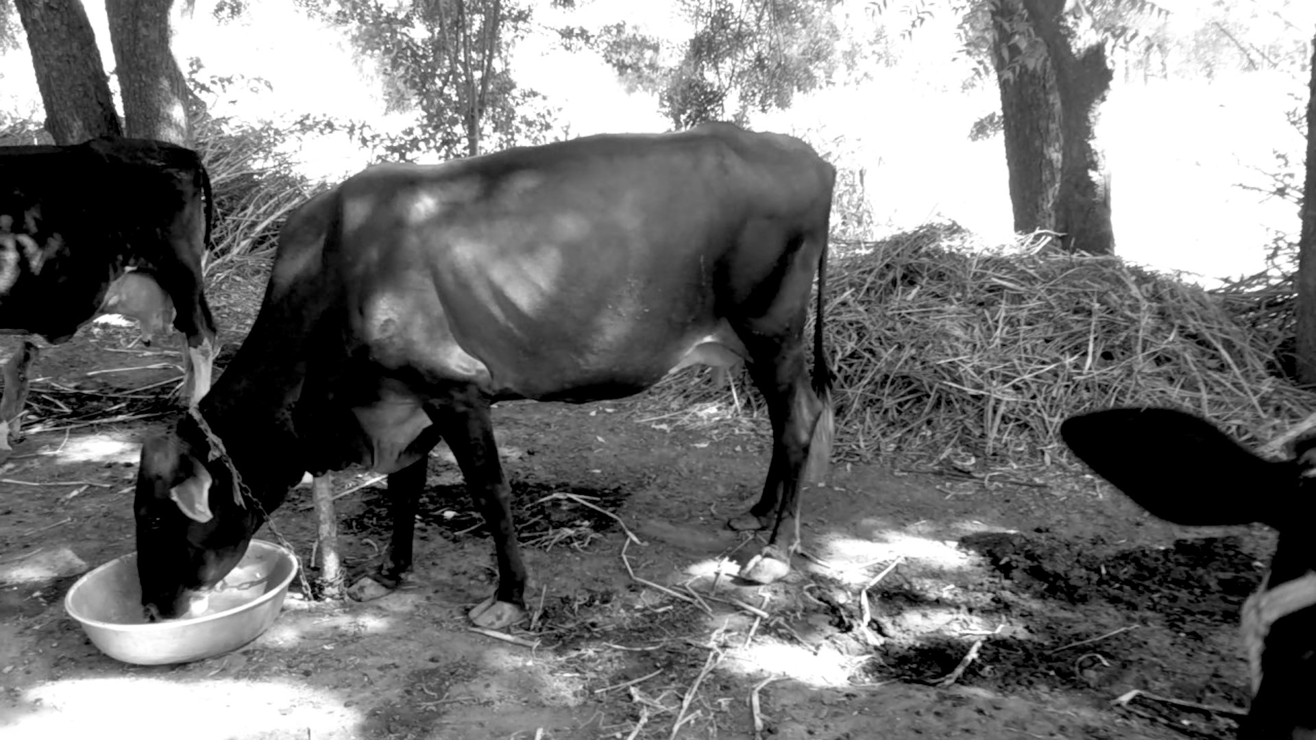 The Temple of Punyakoti and the Slaughter of Punyakoti