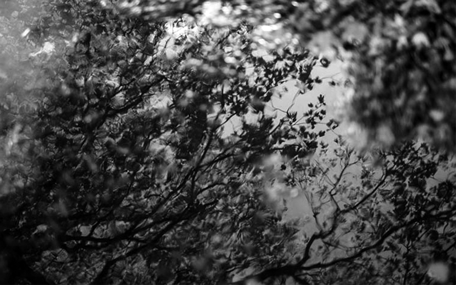 Trees and Flowers from Sanskrit Literature