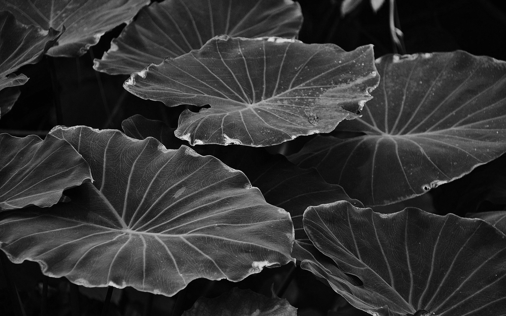 Rta, Satya, Dharma: The Two Dimensions of Everything