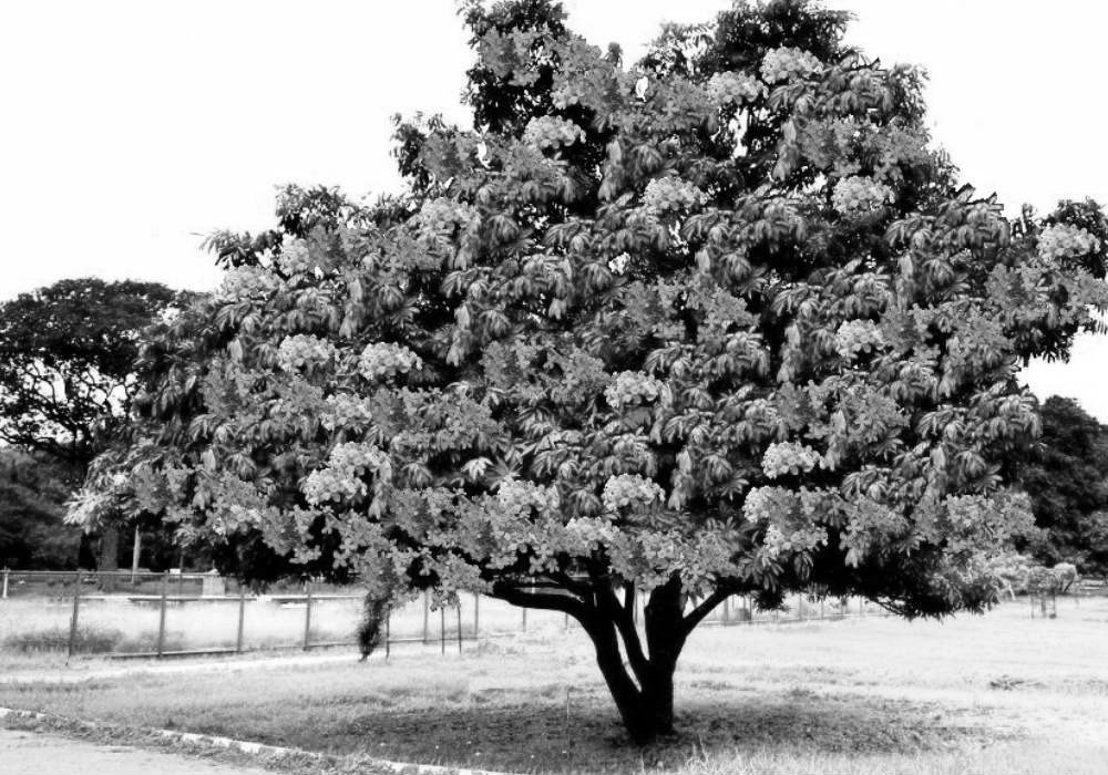 ಮಹಾಕವಿಗಳು ಕಂಡ ಮಹಾವೃಕ್ಷಗಳು - 2