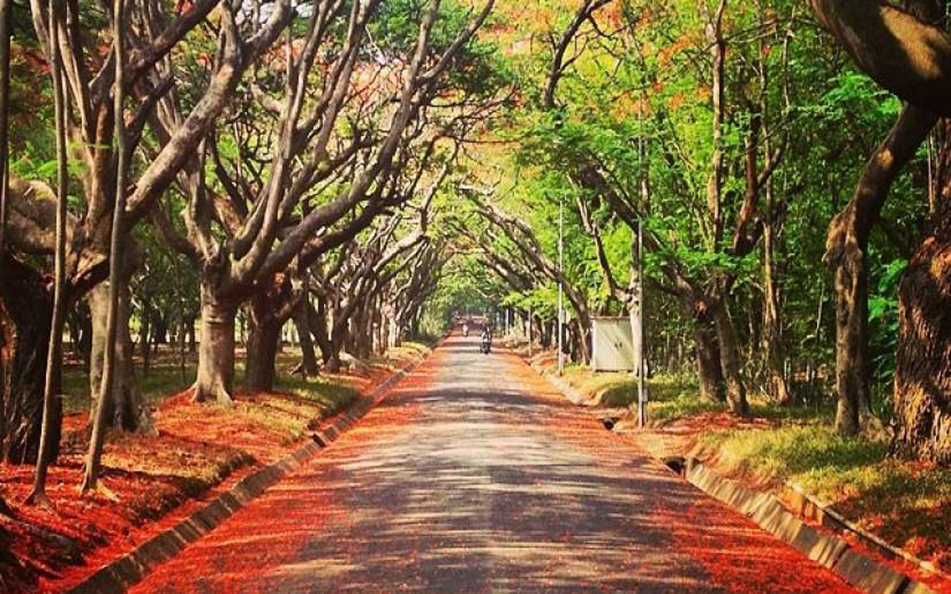 Yugadi: The Pan-Indian Celebration of Vasanta