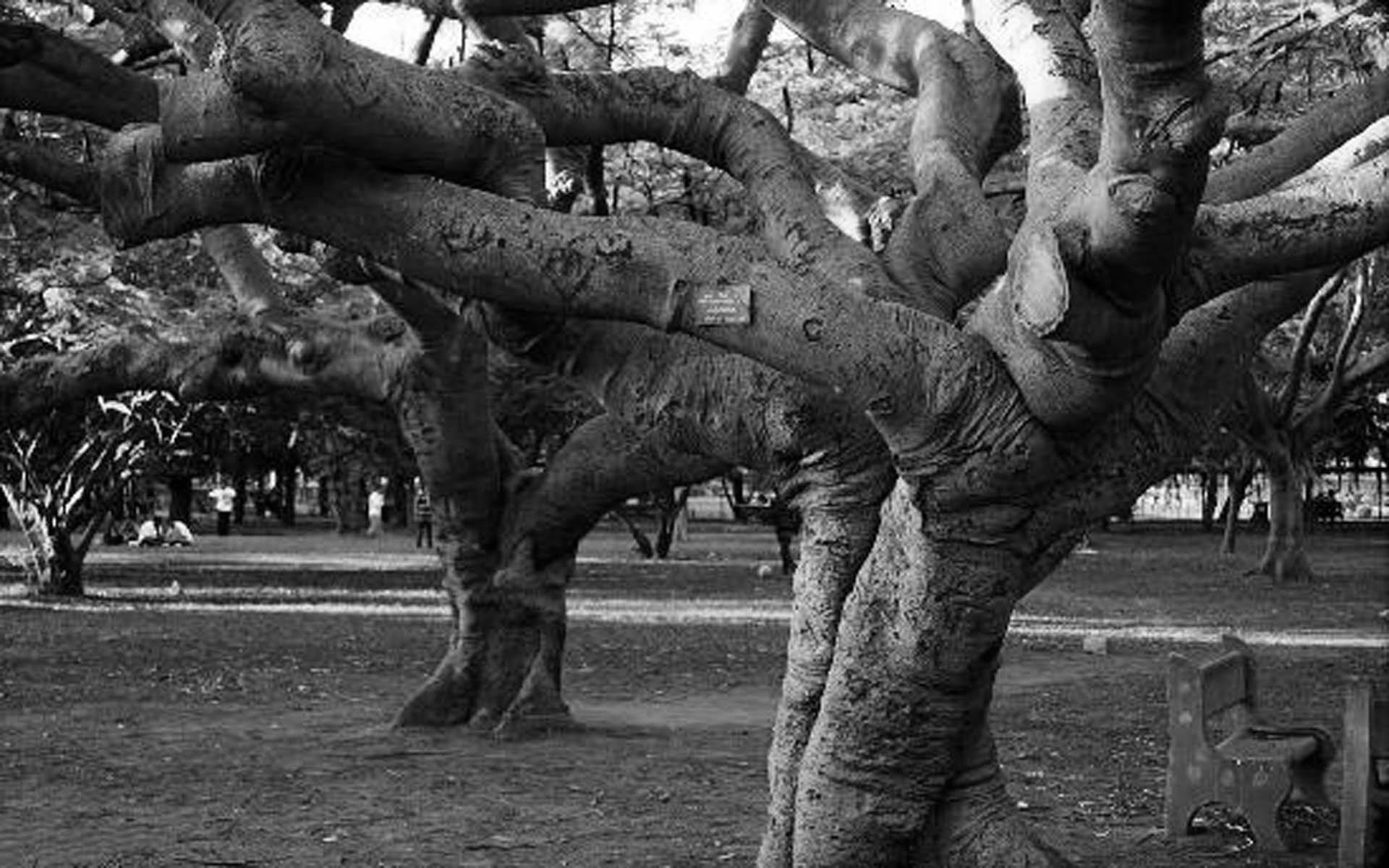 P S Shivaswami Iyer – Part 3