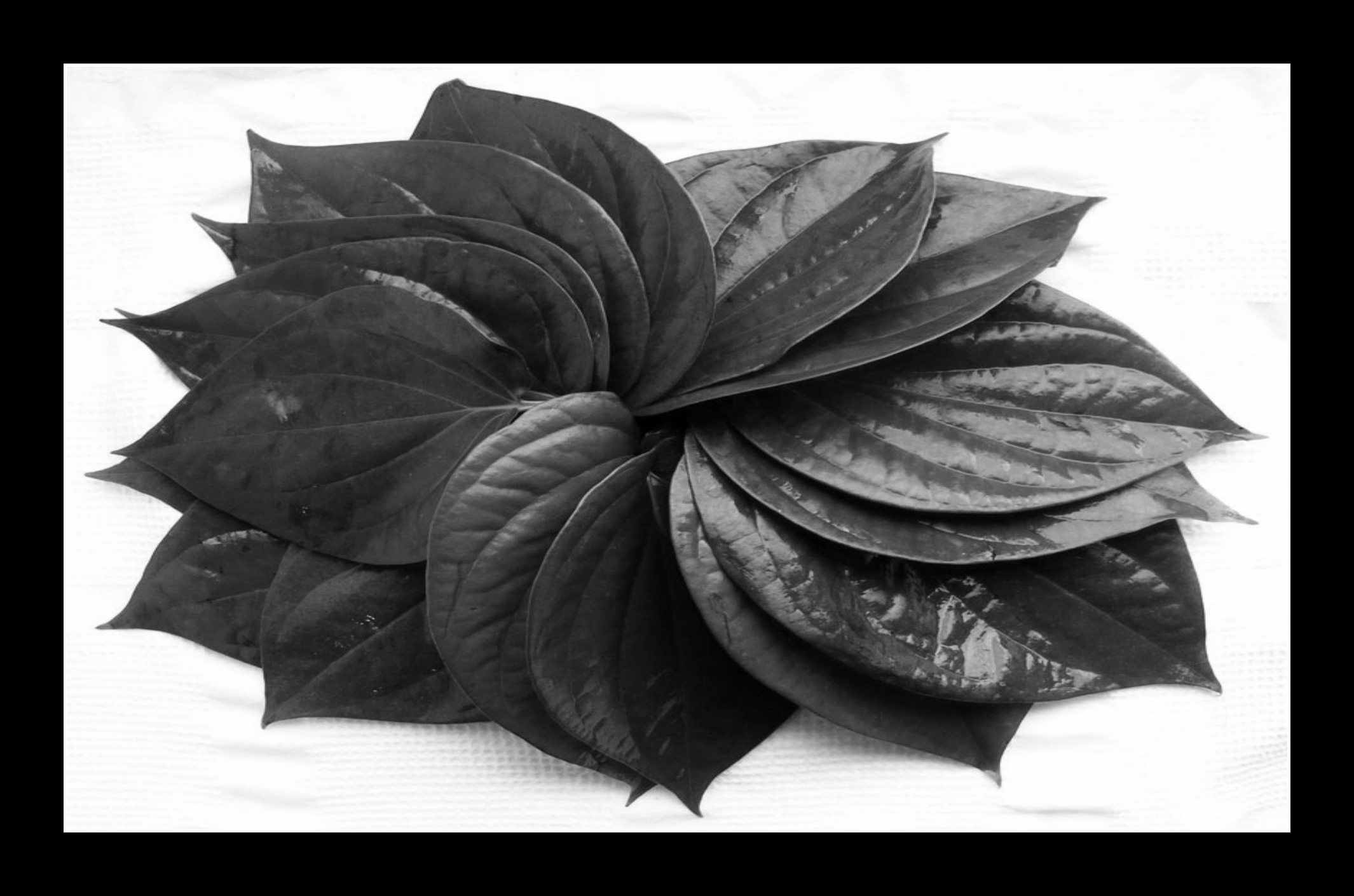 A story for a verse - Gaṇapati-muni and tāmbūla