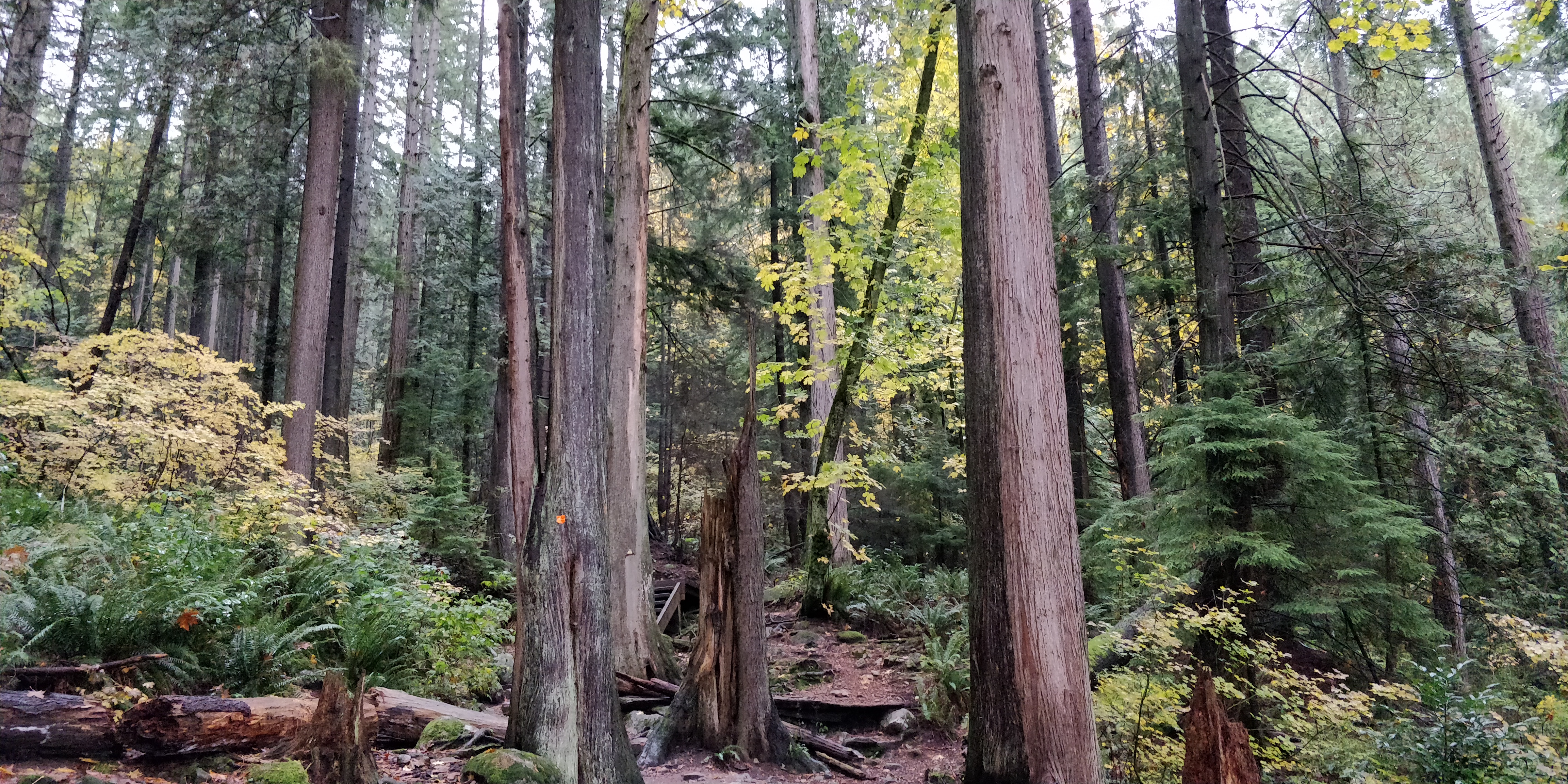 Kathāmṛta - 110 - Mahābhiṣeka-laṃbaka - The Story of Naravāhanadatta and Mandaradeva