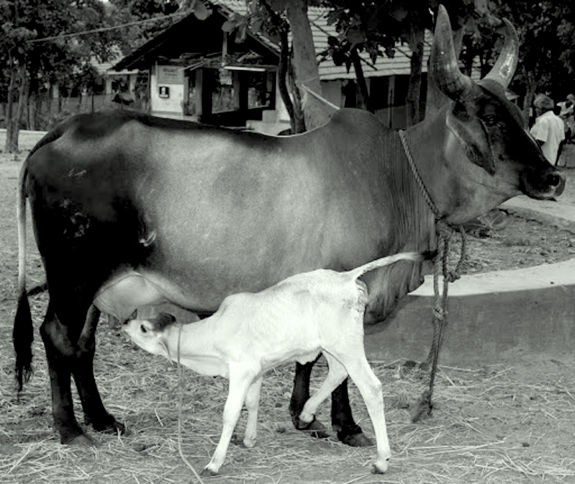 The Nature and Levels of Orphanhood in Tabbali 