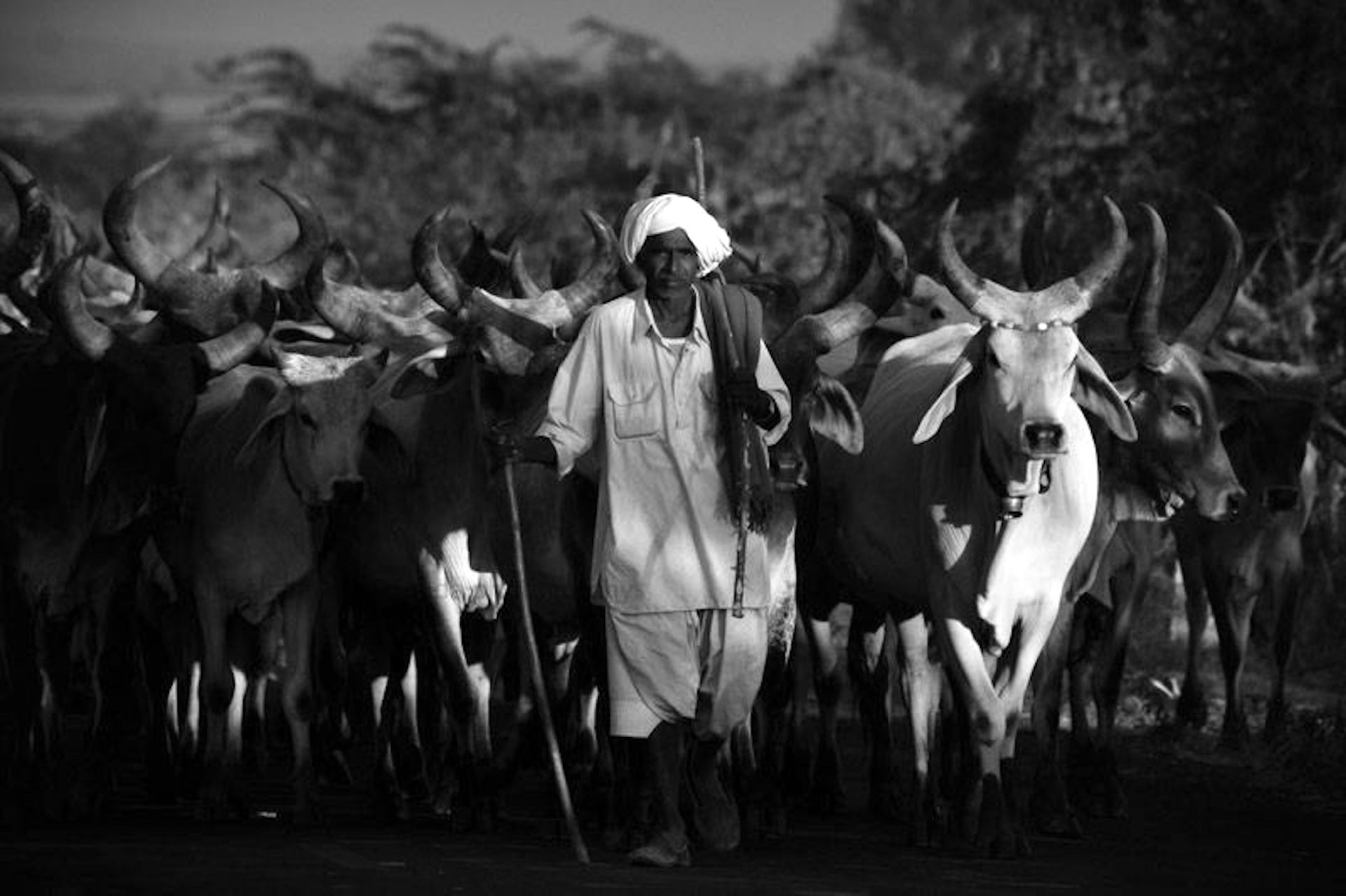 The Primacy of the Cow as a Pillar of Dharma 