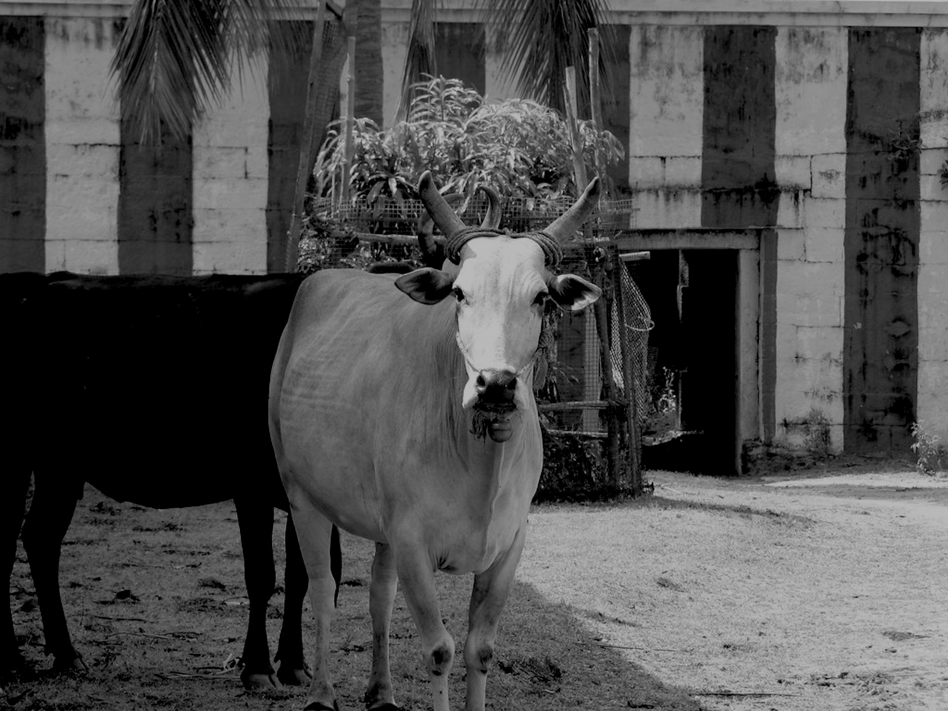 The Blazing Dharma of Venkataramana 