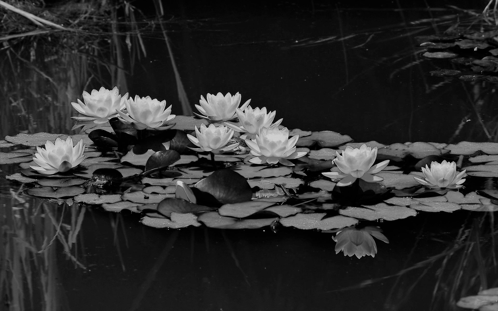 Mahābhārata – Episode 106 – The Passing Away of the Elders