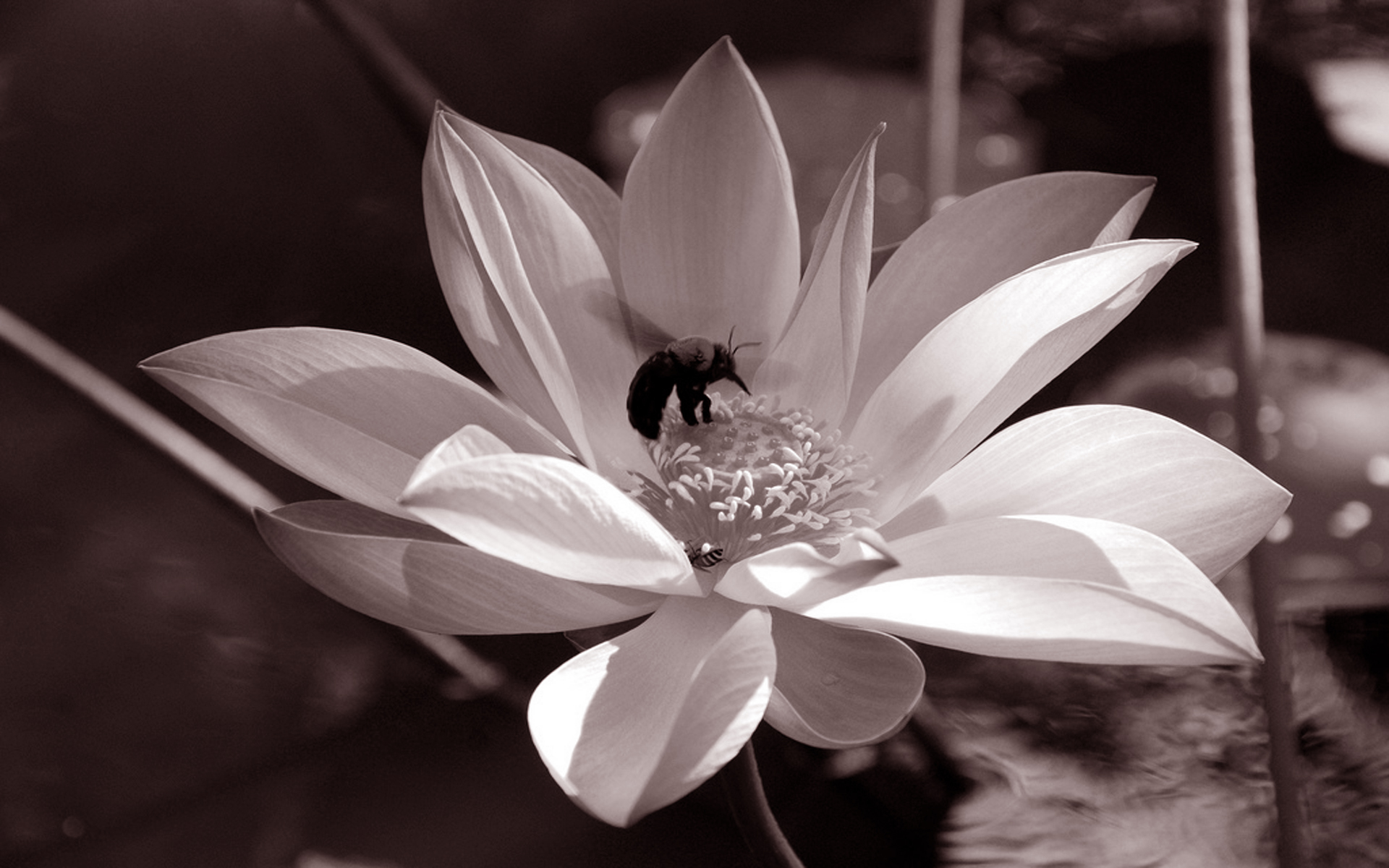 Stories Behind Verses: Romance and Royalty