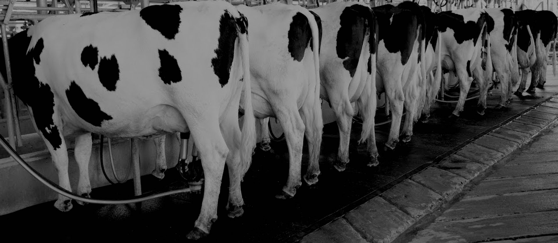 A Philosophical Analysis of the Consequences of Technology and Tradition in Tabbali