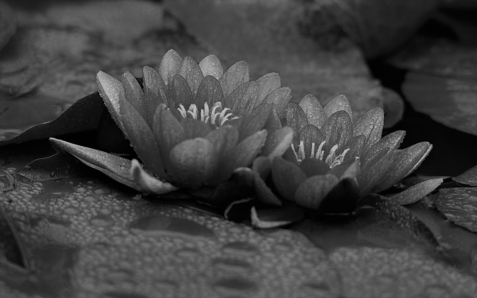 ಸಂಸ್ಕೃತದಲ್ಲಿ ಸ್ಮರಲೇಖ - 1