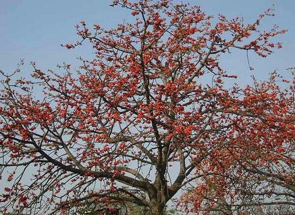 Mahābhārata – Episode 93 – Don't Trust Your Enemy