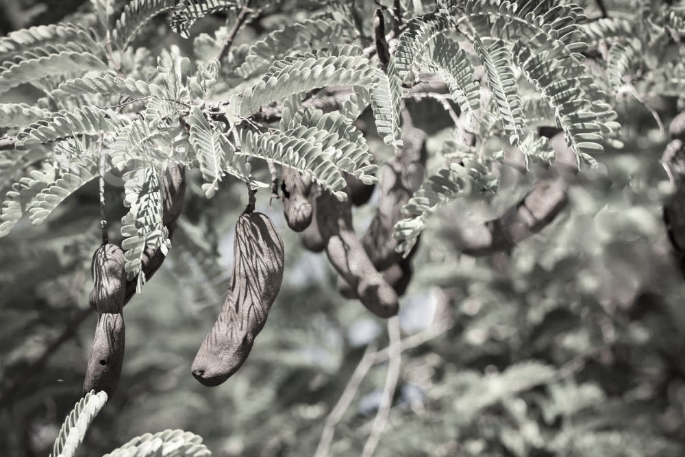 Shekdar Gundappa (Part 3)