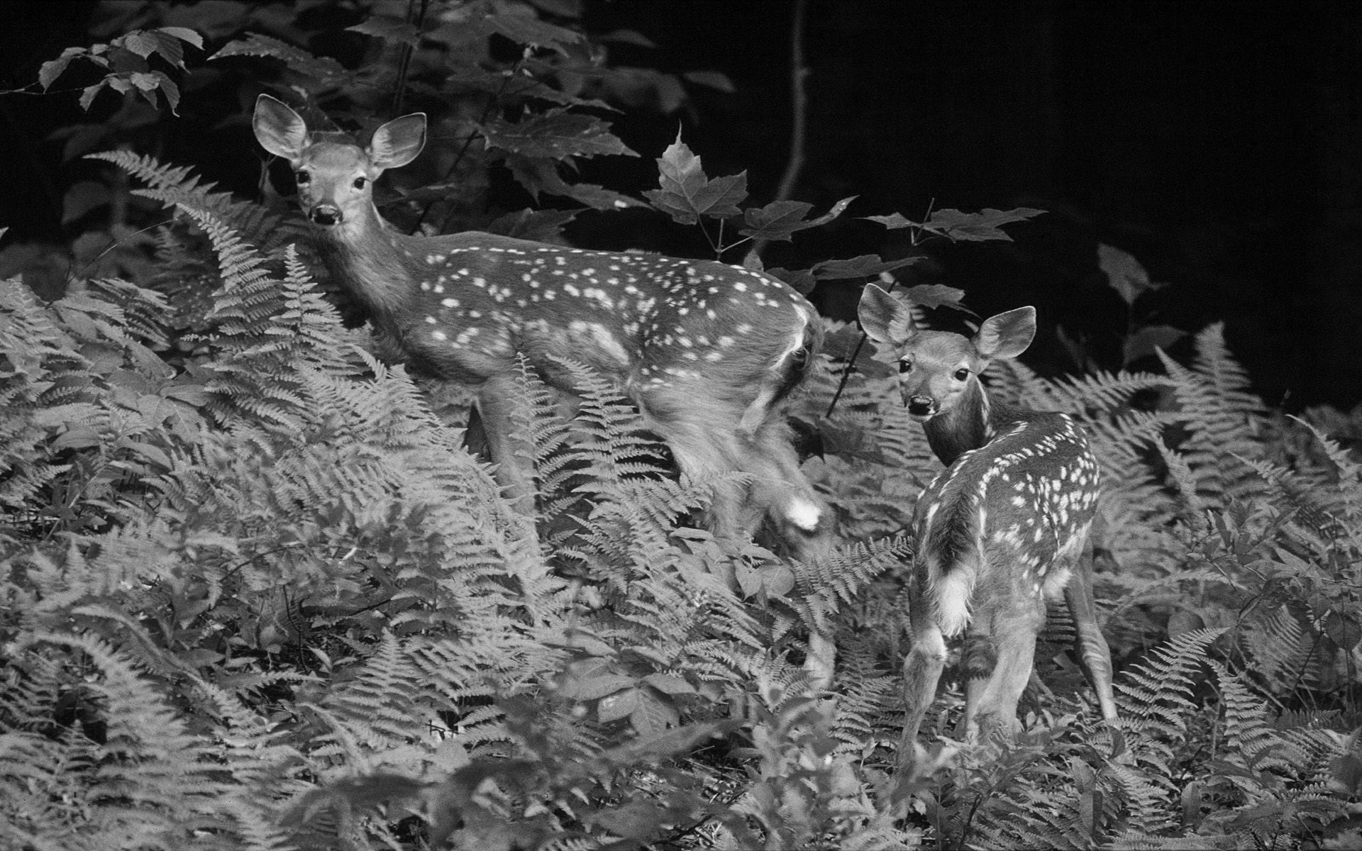 Mahābhārata - Ahiṃsā