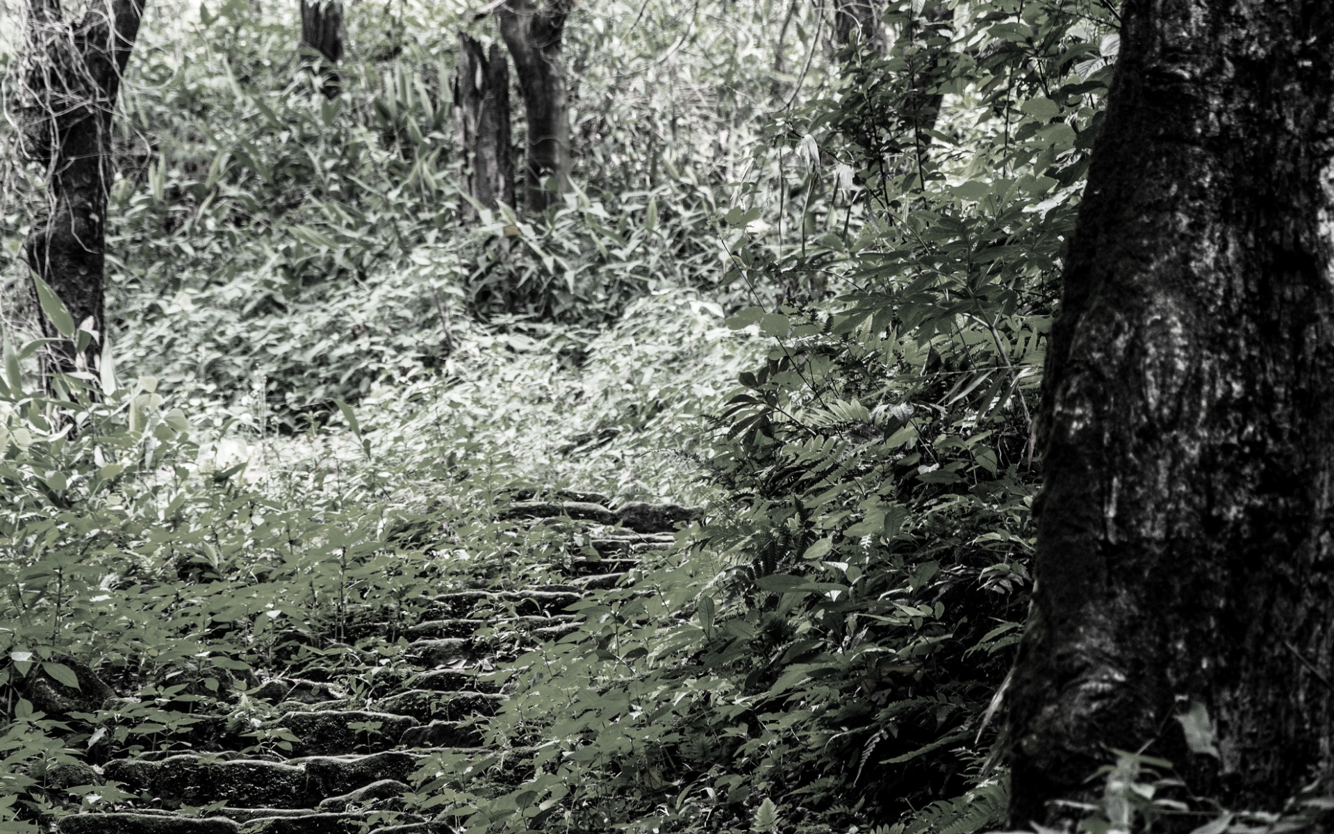 Mahābhārata – Episode 25 – Vāsudeva meets the Pāṇḍavas in the Kāmyaka Forest